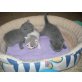 Britisch Kurzhaar Kitten männlich, Britisch Kurzhaarkatze - Kater