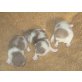 Britisch Kurzhaar Kitten männlich, Britisch Kurzhaarkatze - Kater