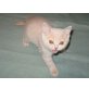 Britisch Kurzhaar Kitten männlich in creme, Britisch Kurzhaarkatze - Kater