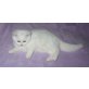 Britisch Kurzhaar Kitten männlich in weiss, Britisch Kurzhaarkatze - Kater