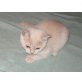 Britisch Kurzhaar Kitten weiblich , Britisch Kurzhaarkatze - Katze
