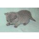 Britisch Kurzhaar Kitten weiblich in blau, Britisch Kurzhaarkatze - Katze