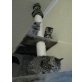 Britisch Kurzhaar /  Kurilen Bobtail - Kater
