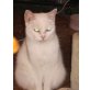 Britisch Kurzhaar Mädchen , Britisch Kurzhaarkatze - Katze