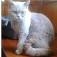 Britisch Kurzhaar Mädchen, Britisch Kurzhaarkatze - Katze