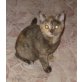 Britisch Kurzhaar Mädchen, Britisch Kurzhaarkatze - Katze