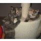 Britisch Kurzhaar Mädchen, Britisch Kurzhaarkatze - Katze