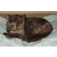 Britisch Kurzhaar Mädchen chocolate-rot, Britisch Kurzhaarkatze - Katze