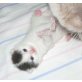 Britisch Kurzhaar Mädchen in Van, Britisch Kurzhaarkatze - Katze