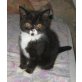 Britisch Kurzhaar Mädchen in bicolour, Britisch Kurzhaarkatze - Katze
