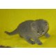 Britisch Kurzhaar Mädchen in blau, Britisch Kurzhaarkatze - Katze