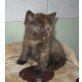 Britisch Kurzhaar Mädchen in chocolate-rot , Britisch Kurzhaarkatze - Katze