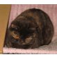 Britisch Kurzhaar Mädchen in chocolate-rot, Britisch Kurzhaarkatze - Katze
