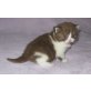 Britisch Kurzhaar Mädchen in cinnamon-weiss, Britisch Kurzhaarkatze - Katze
