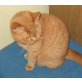 Britisch Kurzhaar Mädchen in rot, Britisch Kurzhaarkatze - Katze