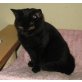 Britisch Kurzhaar Mädchen in schwarz, Britisch Kurzhaarkatze - Katze