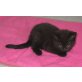 Britisch Kurzhaar Mädchen in schwarz, Britisch Kurzhaarkatze - Katze