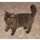 Britisch Kurzhaar Mädchen in seltenen Farben, Britisch Kurzhaarkatze - Katze