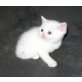 Britisch Kurzhaar Mädchen in weiss, Britisch Kurzhaarkatze - Kater