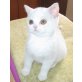 Britisch Kurzhaar Mädchen in weiss, Britisch Kurzhaarkatze - Katze