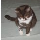 Britisch Kurzhaar Mädchen mit Stammbaum, Britisch Kurzhaarkatze - Katze