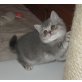 Britisch Kurzhaar Mädchen mit Stammbaum, Britisch Kurzhaarkatze - Katze