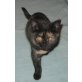 Britisch Kurzhaar Mädchen schwarz-rot, Britisch Kurzhaarkatze - Katze