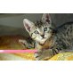 Britisch - Kurzhaar - Mischlings - Katzenbaby - Kater