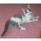 Britisch Kurzhaar bicolour Mädchen , Britisch Kurzhaarkatze - Katze