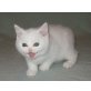 Britisch Kurzhaar in versch. Farben, Britisch Kurzhaarkatze - Kater