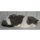 Britisch Kurzhaar kastrierter Kater, Britisch Kurzhaarkatze - Kater