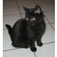 Britisch Kurzhaar schwarzer Junge, Britisch Kurzhaarkatze - Kater