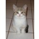 Britisch Kurzhaar spotted tabby Mädchen, Britisch Kurzhaarkatze - Katze