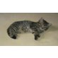 Britisch Kurzhaar tabby Kater , Britisch Kurzhaarkatze - Kater