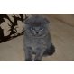 Britisch Kurzhaarkatze - Kater
