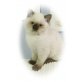 Britisch Kurzhaarkatze - Kater