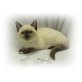 Britisch Kurzhaarkatze - Kater