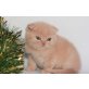 Britisch Kurzhaarkatze - Kater