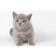 Britisch Kurzhaarkatze - Kater