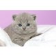 Britisch Kurzhaarkatze - Kater