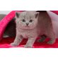 Britisch Kurzhaarkatze - Kater