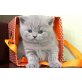 Britisch Kurzhaarkatze - Kater