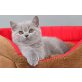 Britisch Kurzhaarkatze - Kater
