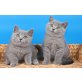 Britisch Kurzhaarkatze - Kater