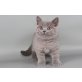 Britisch Kurzhaarkatze - Kater