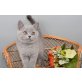 Britisch Kurzhaarkatze - Kater