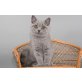 Britisch Kurzhaarkatze - Kater