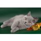 Britisch Kurzhaarkatze - Kater