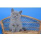 Britisch Kurzhaarkatze - Kater
