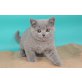 Britisch Kurzhaarkatze - Kater